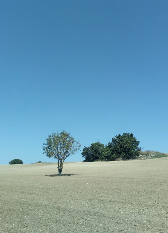 Miguel Ángel Real : Contre le vent qui tremble (extraits)